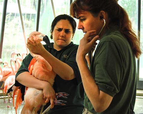 kathryn gamble|Lincoln Park Zoo’s head vet keeps an animal kingdom healthy.